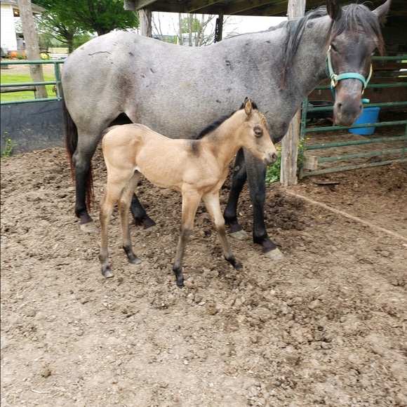 Meet your Posher, Martha (well two of my hobby) - Picture 1 of 8